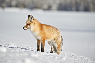 Red fox (Vulpes vulpes) (Vulpes fulva) in the snow in winter, Grand Teton National Park, Wyoming, United States of America, North America