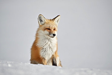 Red fox (Vulpes vulpes) (Vulpes fulva) in the snow in winter, Grand Teton National Park, Wyoming, United States of America, North America