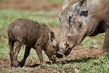 Warthog (Phacochoerus aethiopicus) adult and piglet, Ngorongoro Crater, Tanzania, East Africa, Africa