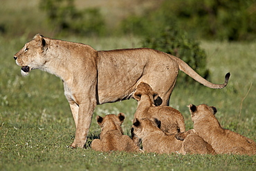 Lion (Panthera leo) cubs and their mother, Ngorongoro Crater, Tanzania, East Africa, Africa