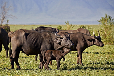 Cape buffalo (African buffalo) (Syncerus caffer) cow and calf, Ngorongoro Crater, Tanzania, East Africa, Africa