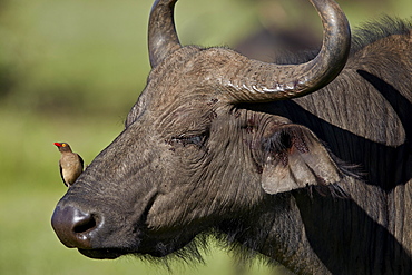 Red-billed oxpecker (Buphagus erythrorhynchus) on a Cape buffalo (Syncerus caffer), Ngorongoro Crater, Tanzania, East Africa, Africa