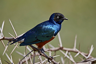 Superb starling (Lamprotornis superbus), Ngorongoro Crater, Tanzania, East Africa, Africa