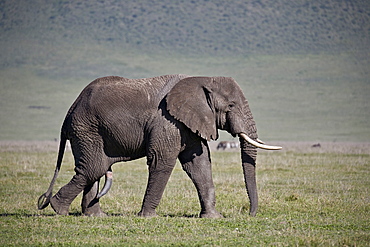 African elephant (Loxodonta africana) bull, Ngorongoro Crater, Tanzania, East Africa, Africa