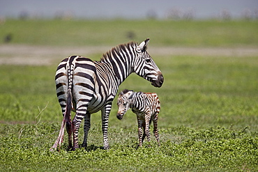 Common zebra (plains zebra) (Burchell's zebra) (Equus burchelli) mare and just-born foal, Ngorongoro Crater, Tanzania, East Africa, Africa