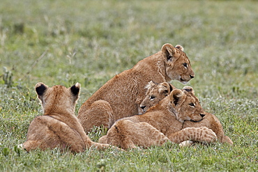 Four lion (Panthera leo) cubs, Ngorongoro Crater, Tanzania, East Africa, Africa