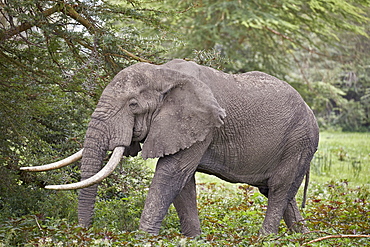 African elephant (Loxodonta africana) bull, Ngorongoro Crater, Tanzania, East Africa, Africa