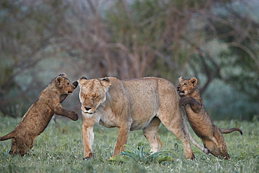 Lion (Panthera leo), two cubs playing with their mother, Ngorongoro Crater, Tanzania, East Africa, Africa