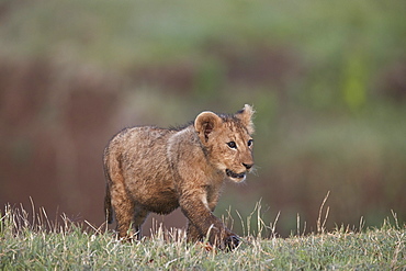 Lion (Panthera leo) cub, Ngorongoro Crater, Tanzania, East Africa, Africa