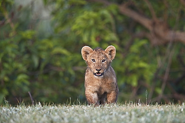 Lion (Panthera leo) cub, Ngorongoro Crater, Tanzania, East Africa, Africa