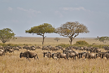 Blue wildebeest (brindled gnu) (Connochaetes taurinus) migration, Serengeti National Park, Tanzania, East Africa, Africa