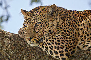 Leopard (Panthera pardus) relaxing in a tree, Serengeti National Park, Tanzania, East Africa, Africa