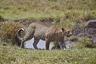 Leopard (Panthera pardus), Serengeti National Park, Tanzania, East Africa, Africa