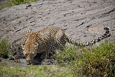 Leopard (Panthera pardus) drinking, Serengeti National Park, Tanzania, East Africa, Africa