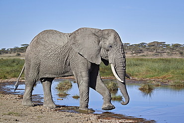 African Elephant (Loxodonta africana), male, Ngorongoro Conservation Area, Tanzania, East Africa, Africa