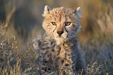 Cheetah (Acinonyx jubatus) cub, Ngorongoro Conservation Area, Tanzania, East Africa, Africa