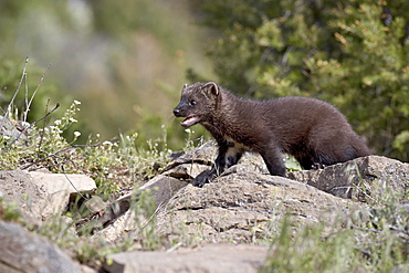 Baby fisher (Martes pennanti) in captivity, Animals of Montana, Bozeman, Montana, United States of America, North America