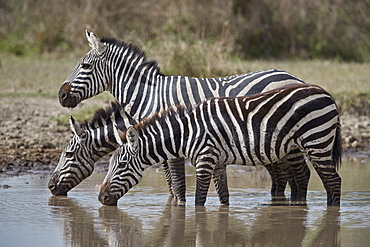 Common Zebra (Plains Zebra) (Burchell's Zebra) (Equus burchelli) drinking, Ngorongoro Conservation Area, Tanzania, East Africa, Africa