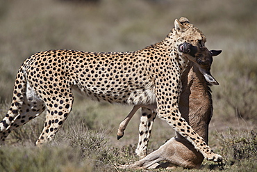 Cheetah (Acinonyx jubatus) with a baby blue wildebeest (Connochaetes taurinus), Ngorongoro Conservation Area, Tanzania, East Africa, Africa