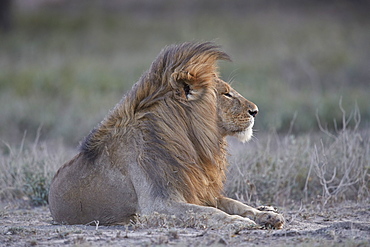 Lion (Panthera leo), Ngorongoro Conservation Area, Tanzania, East Africa, Africa