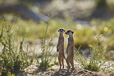 Two Meerkat (Suricate) (Suricata suricatta) prairie-dogging, Kgalagadi Transfrontier Park, South Africa, Africa
