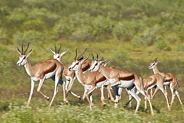 Group of springbok (Antidorcas marsupialis) running, Kgalagadi Transfrontier Park, South Africa, Africa