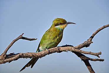 Swallow-tailed bee-eater (Merops hirundineus), Kgalagadi Transfrontier Park, South Africa, Africa