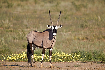 Gemsbok (South African Oryx) (Oryx gazella) buck, Kgalagadi Transfrontier Park, South Africa, Africa