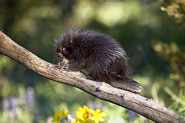 Baby porcupine (Erethizon dorsatum) in captivity, Animals of Montana, Bozeman, Montana, United States of America, North America