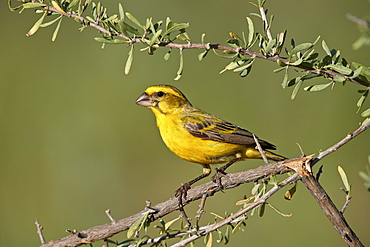 Yellow canary (Crithagra flaviventris), male, Kgalagadi Transfrontier Park, South Africa, Africa