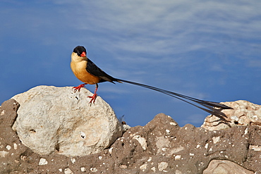 Shaft-tailed whydah (Vidua regia), male, Kgalagadi Transfrontier Park, South Africa, Africa