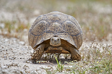 Leopard tortoise (Geochelone pardalis), Kgalagadi Transfrontier Park, South Africa, Africa