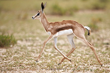 Springbok (Antidorcas marsupialis) calf running, Kgalagadi Transfrontier Park, South Africa, Africa