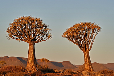 Quiver tree (Kokerboom) (Aloe dichotoma), Gannabos, Namakwa, Namaqualand, South Africa, Africa