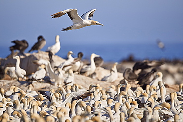 Cape Gannet (Morus capensis) flying over the colony, Bird Island, Lambert's Bay, South Africa, Africa