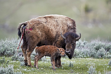 Bison (Bison bison) cow and newborn calf, Yellowstone National Park, Wyoming, United States of America, North America