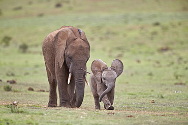 African Elephant (Loxodonta africana) mother and young, Addo Elephant National Park, South Africa, Africa