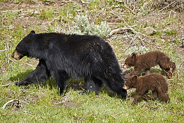 Black Bear (Ursus americanus) sow and two chocolate cubs-of-the-year, Yellowstone National Park, Wyoming, United States of America, North America