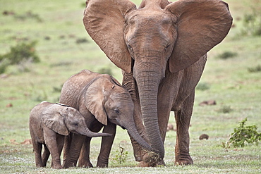 African Elephant (Loxodonta africana) mother and two young, Addo Elephant National Park, South Africa, Africa