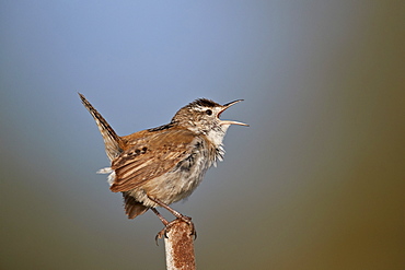 Marsh Wren (Cistothorus palustris) calling, Lac Le Jeune Provincial Park, British Columbia, Canada, North America