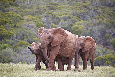 African Elephant (Loxodonta africana) group, Addo Elephant National Park, South Africa, Africa