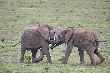 Two African Elephant (Loxodonta africana) bulls testing their strength, Addo Elephant National Park, South Africa, Africa