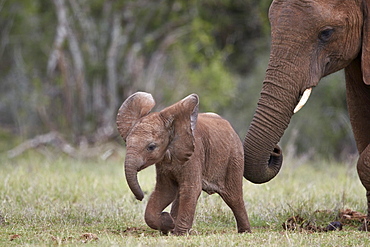 African Elephant (Loxodonta africana) baby and mother, Addo Elephant National Park, South Africa, Africa