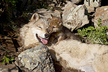 Gray wolf (Canis lupus) mother and pup, in captivity, Bozeman, Montana, United States of America, North America