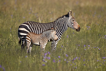 Cape Mountain Zebra (Equus zebra zebra) mare and foal, Mountain Zebra National Park, South Africa, Africa