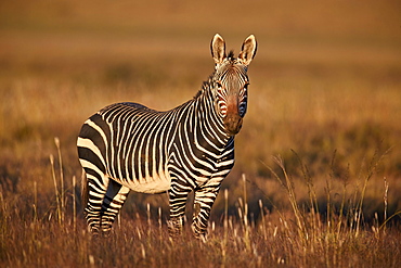 Cape Mountain Zebra (Equus zebra zebra), Mountain Zebra National Park, South Africa, Africa