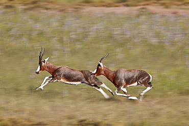 Blesbok (Damaliscus pygargus phillipsi), male chasing another, Mountain Zebra National Park, South Africa, Africa