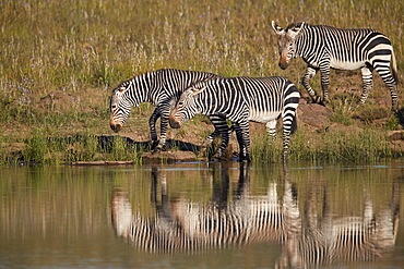 Three Cape Mountain Zebra (Equus zebra zebra) drinking with reflection, Mountain Zebra National Park, South Africa, Africa