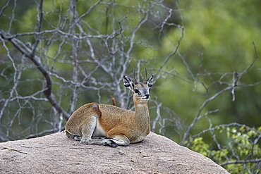 Klipspringer (Oreotragus oreotragus), male, Kruger National Park, South Africa, Africa