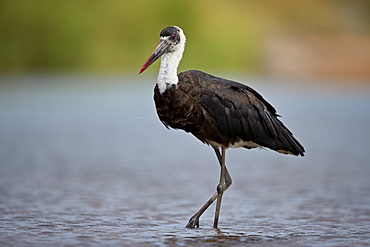 Woolly-necked Stork (Ciconia episcopus), Kruger National Park, South Africa, Africa